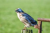 Bussard von Henk de Boer Miniaturansicht