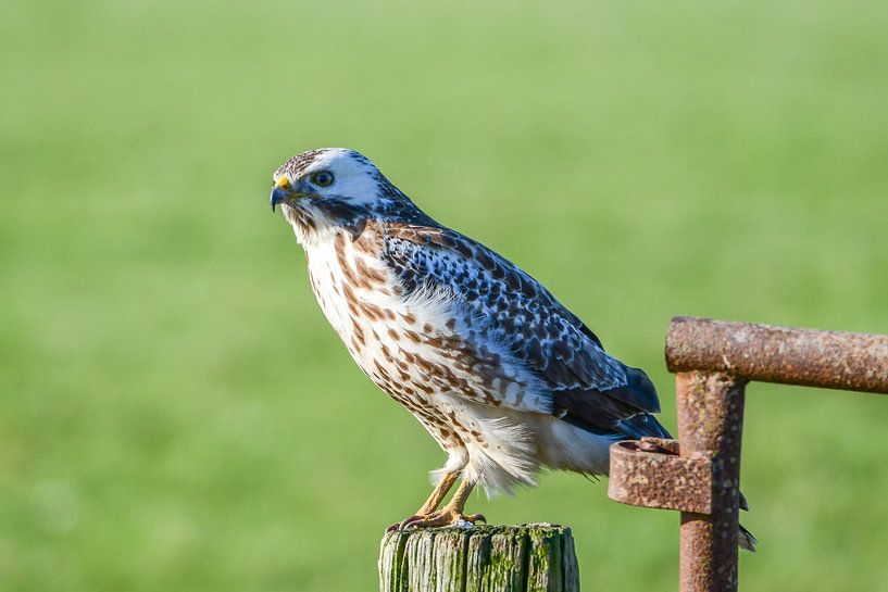 Bussard von Henk de Boer