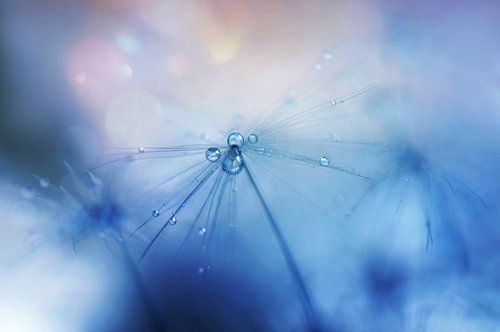 Macro - paardenbloem