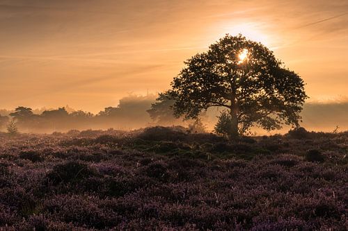 Zonsopkomst Bakkeveenseduinen