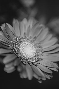 Gerbera bloemenmacro van Leo Schindzielorz