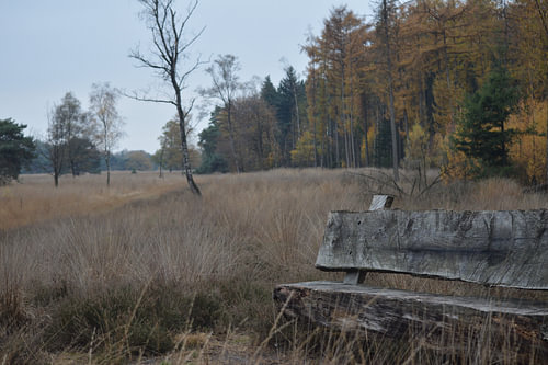 Bench in a field of trees