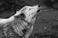 Der Wolf heult auf, ein düsteres Schwarz-Weiß-Foto von Traurigkeit und Sehnsucht. close-up von Michael Semenov Miniaturansicht