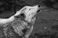 De wolf huilt omhoog, een sombere zwart-wit foto van verdriet en verlangen. close-up
