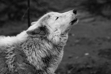 Der Wolf heult auf, ein düsteres Schwarz-Weiß-Foto von Traurigkeit und Sehnsucht. close-up von Michael Semenov