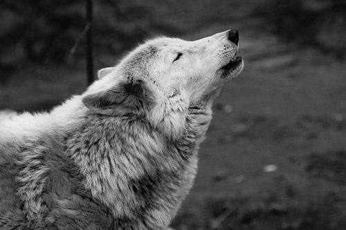 Le loup hurle en levant les yeux, une sombre photo en noir et blanc de tristesse et de nostalgie. gr