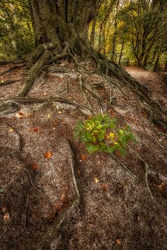 Vieil arbre de caractère avec racines sur Moetwil en van Dijk - Fotografie