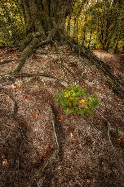 Characteristic old tree with tree roots by Moetwil en van Dijk - Fotografie