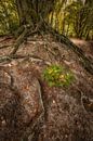 Characteristic old tree with tree roots by Moetwil en van Dijk - Fotografie thumbnail