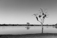 Ooievaars met nesten in boom.