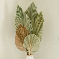 Still life dried palm tree leaves