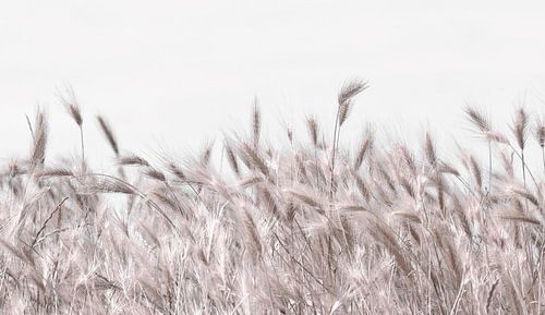 Getrocknete Blumen natürlich