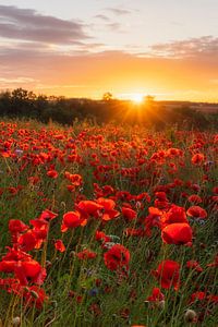 Champ de coquelicots au lever du soleil II