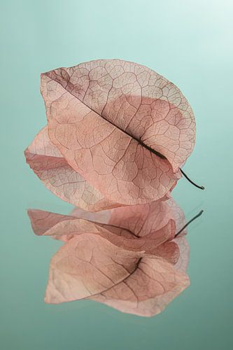 Structuur van nerven: Gedroogde blaadjes van de Bougainvillea