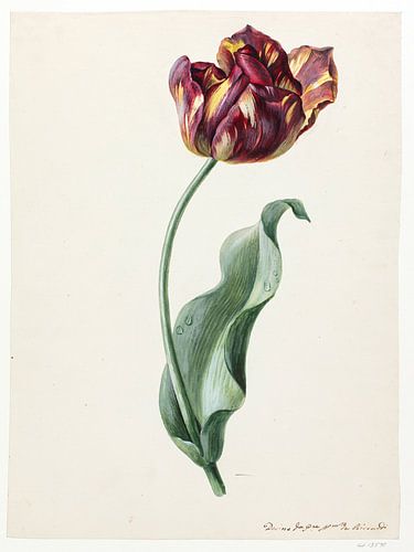 Domenico Riccardi - Tulip