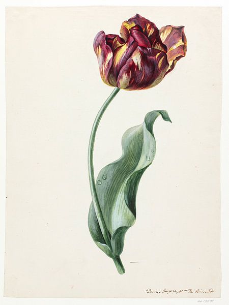 Domenico Riccardi - Tulp van Old Masters