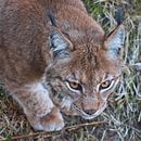 Lynx - Close-up van AudFocus - Audrey van der Hoorn thumbnail