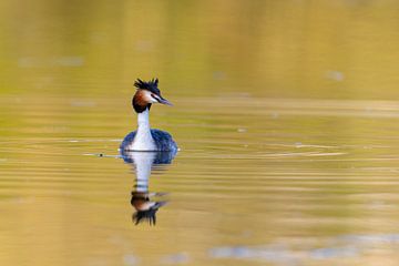 Great Crested Grebe (Podiceps cristatus) by Dirk Rüter
