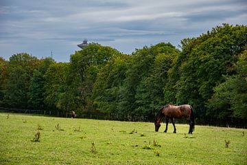 Het paard van Joerg Keller