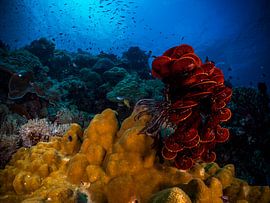 sea ferry by thomas van puymbroeck