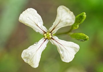 Arugular Flower With Rain Drops by Iris Holzer Richardson