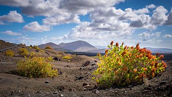 Die Schönheit auf Lanzarote