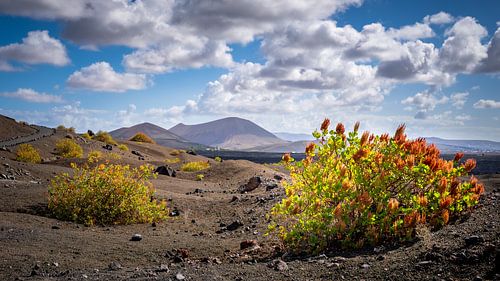 La beauté à Lanzarote