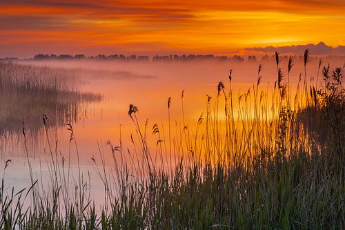 dawn, water, Hunzedal, reeds, dawn