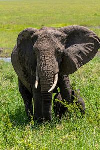 Afrikanischer Elefant mit Baby