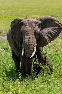Afrikanischer Elefant mit Baby von Tilo Grellmann
