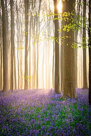 Hallerbos by Samantha Rorijs