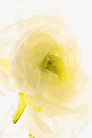 White Ranunculus in Ice 2