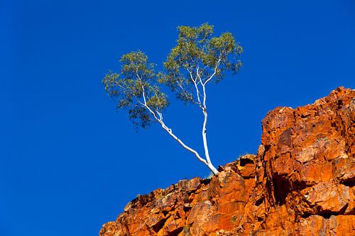 Witte Geest Gum - Ormiston Gorge Met blauwe lucht en Oranje Rode rotsen