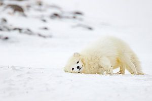 Jouer au renard arctique sur Sam Mannaerts