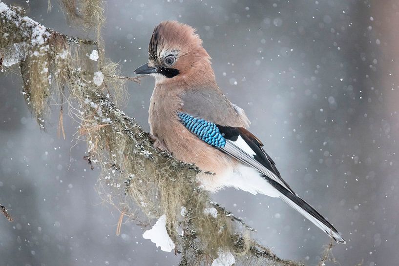 Jay, Garrulus glandarius by Gert Hilbink