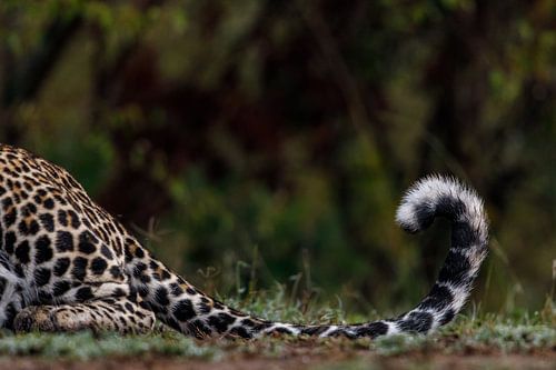 Luipaard staart (Masai Mara, Kenia)