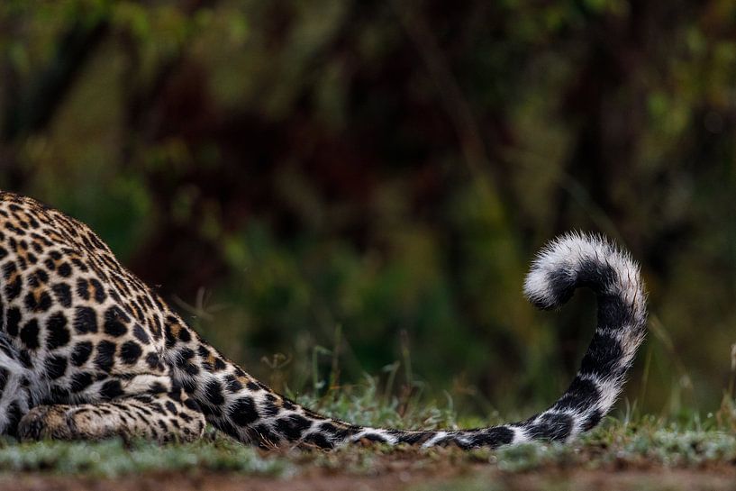 Luipaard staart (Masai Mara, Kenia) von Evert Doorn