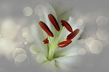 Lily flower van Abra van Vossen