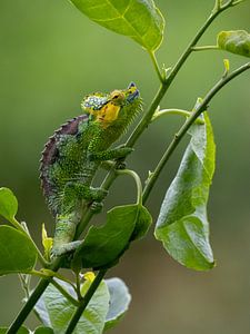 Colourful chameleon in Uganda's coffee plantations by Teun Janssen