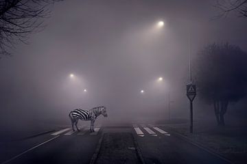 Zebra op de zebra