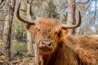 Scottish Highlander