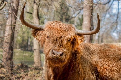 Schottischer Highlander