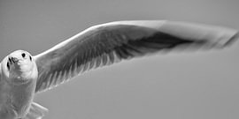 Die halbe Lachmöwe von Detlef Schöler Fotografie