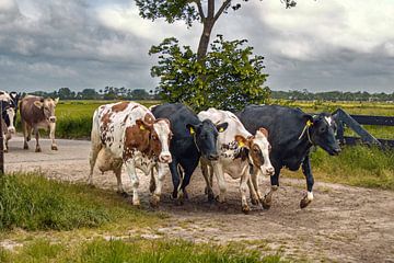 Vaches zélandaises sur Lisette van Peenen