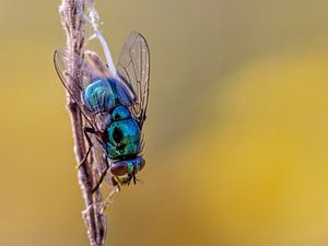 Mouche sur Rob Boon