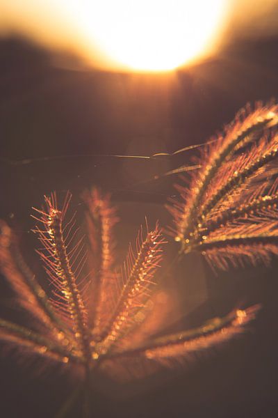 Grass in golden light by MR OPPX