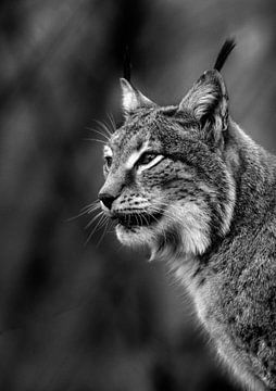low-key portret van Lynx van Niels Derksen