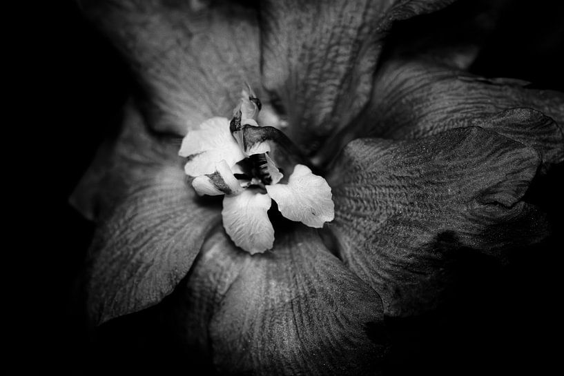 Delphinium van Foto Studio Labie