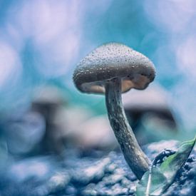 Mushroom by Hennie Zeij