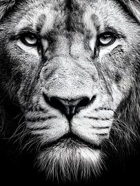 Der König der Stille – Löwenporträt in Schwarzweiß von drdigitaldesign